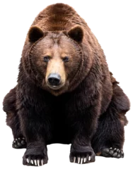 Foto op Plexiglas brown bear sitting and looking straight © lenaivanova2311