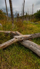 Fototapeta na wymiar Early fall swamp in Maine
