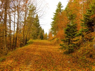 Colorfull leaves and autumn landscape. Selevtive Focus. Yedigoller, Bolu, Turkey.