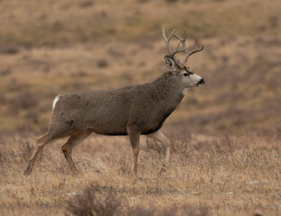 Big mule deer buck in Montana