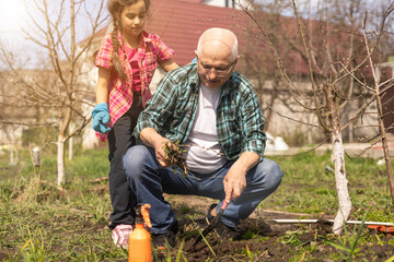 Senior grandfather and granddaughter gardening in the backyard garden.