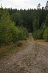 hiking trail through sweden, smalland. Firs and heather by the wayside. walk on