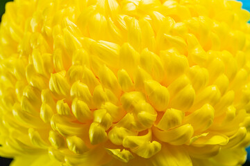 Fluffy yellow chrysanthemum flower close-up