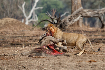 African Lion (Panthera leo) male eating from a African Elephant (Loxodonta africana) calf kill in Mana Pools National Park, Zimbabwe