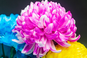 Fluffy pink chrysanthemum flower close-up on a black background