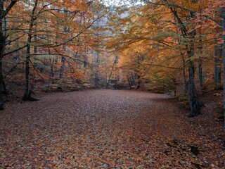 Beautiful autumn landscape. Colorful leaves covering the lake. Yedigoller, Bolu, Turkey.