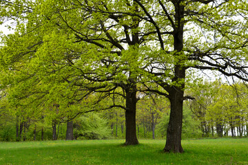 oak trees isolated in the forest with green lawn with cloudy sky 