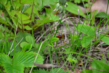 Naklejka na ściany i meble cute black and red ladybird crawling on wild srawberry plant, close-up