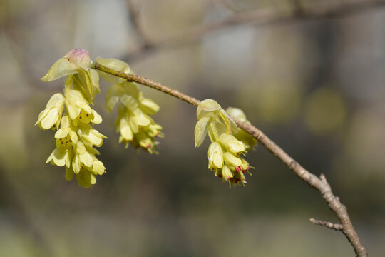 Spike witch hazel beanch with yellow flowers