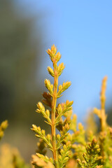 Leyland cypress Castlewellan Gold branch