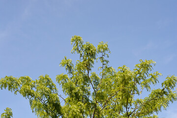 Thornless Honey locust branches against blue sky