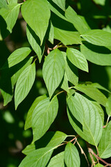 White dogwood leaves