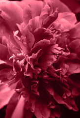 Trendy color 2023 viva magenta red toned of beautiful peony flower growing outdoor in the garden or natural floral background.