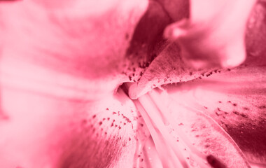 Trendy color 2023 viva magenta red toned of macro view of  lily flower petals floral natural tender wallpaper. 
