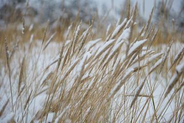 Dry reed covered with white snow, selective focus