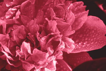 Trendy color 2023 viva magenta red toned of beautiful peony flower growing outdoor in the garden or natural floral background.