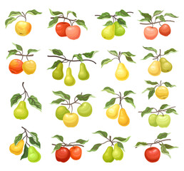Apple and Pear Branch with Hanging Ripe Pomaceous Fruit Big Vector Set