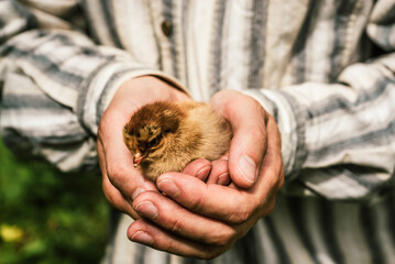 a small newborn chick in the hands of a male farmer © Alina