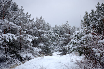 Pine trees covered with white fluffy snow in a forest, selective focus