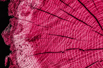 Toned Wooden texture of a felled round tree in red color. Fashionable color of 2023 Viva Magenta. Very colorful background. Close-up texture with annual radial rings and cracks from the center.