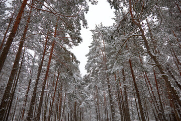 Pine trees covered with white fluffy snow in a forest, selective focus
