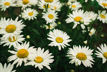 blooming daisies, chamomile flowers on a natural green background