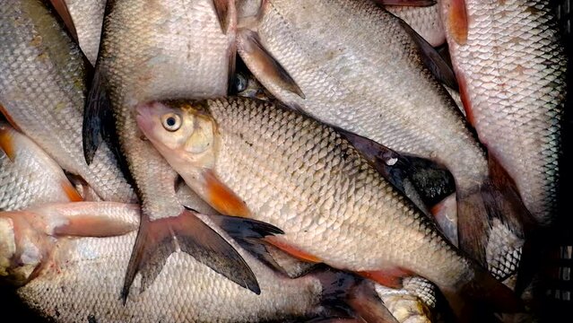 Fish river roach and bream. Selective focus.