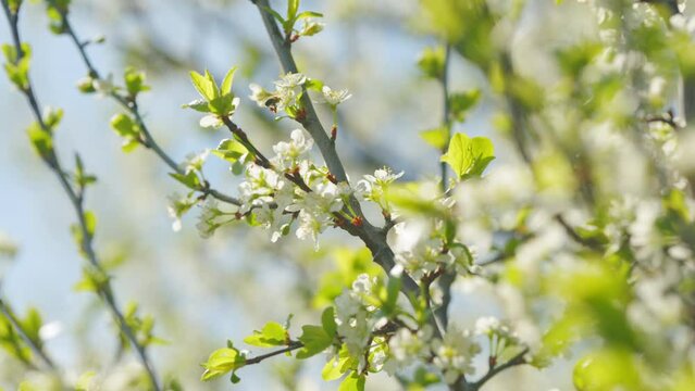 Small green leaves swaying in the wind in spring under the bright sun. Slow motion.