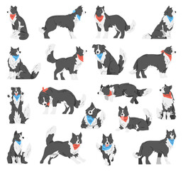 Border Collie Dog with Neck Handkerchief in Different Pose Big Vector Set - obrazy, fototapety, plakaty