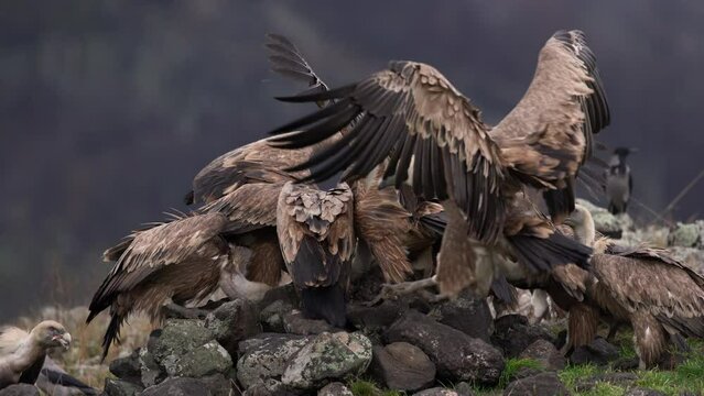 Griffon vultures in the Rhodope mountains. Fighting between vultures. Scavengers near the carcass. Big brown birds are eating meat. European nature. 