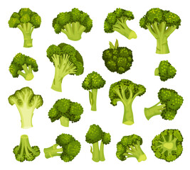 Broccoli Green Vegetable with Cabbage Head Big Vector Set