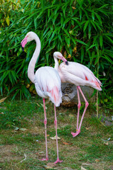 Portrait of a flamingo against a green background.
