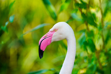 Portrait of a flamingo against a green background.
