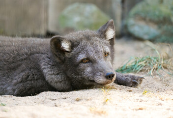 Portrait of a lying fox with gray fur. Resting animal close-up.
