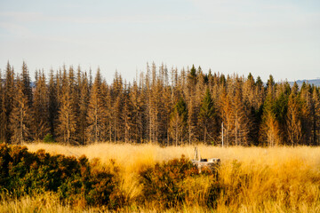 Landscape in the Harz. Forest with dried up trees. Consequences of climate change. Dryness.
