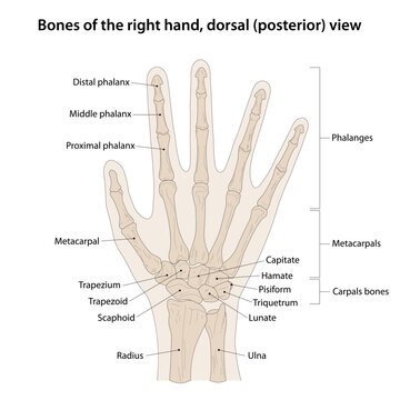 Bones of the right hand, dorsal (posterior) view