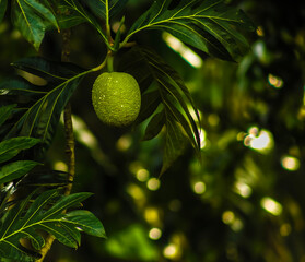 Breadfruit . Fruit on tree . Isolated