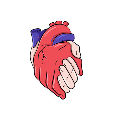 Hands in a shape of a realistic human heart, love concept illustration, comic style drawing