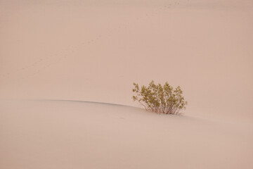 sole bush in the desert