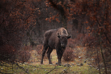 Herd of european bison hides in the bushes. Wood bison during winter time. Huge furry cow on the lend. European nature. 