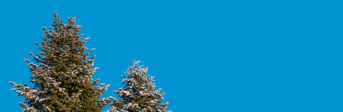 Banner with beautiful green spruce trees covered with snow in winter at solid bright blue sky background with copy space