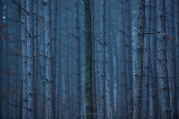 Fototapeta premium misty autumn forest