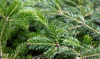 Fir tree branch close up. Christmas background. Natural spruce needles.