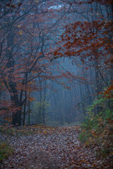 Obraz premium misty autumn forest