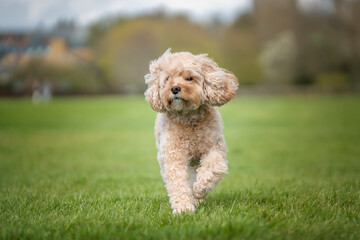 Seven year old Cavapoo on a run in the park