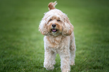 Seven year old Cavapoo up close and personal in the park