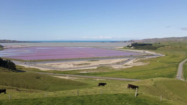 Cows walking in green pastures. Pink Salt filtering ponds are seen in the distance.