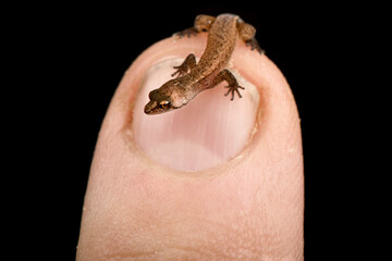 Obraz premium Amazonian dwarf gecko (Chatogekko amazonicus)