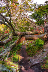 Beautiful and colorful austral subpolar forest landscape at Ensenada Zaratiegui Bay in Tierra del Fuego National Park, near Ushuaia and Beagle Channel, Patagonia, Argentina, in Autumn colors.