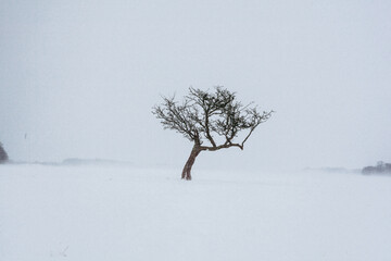 Fototapeta premium snow covered tree